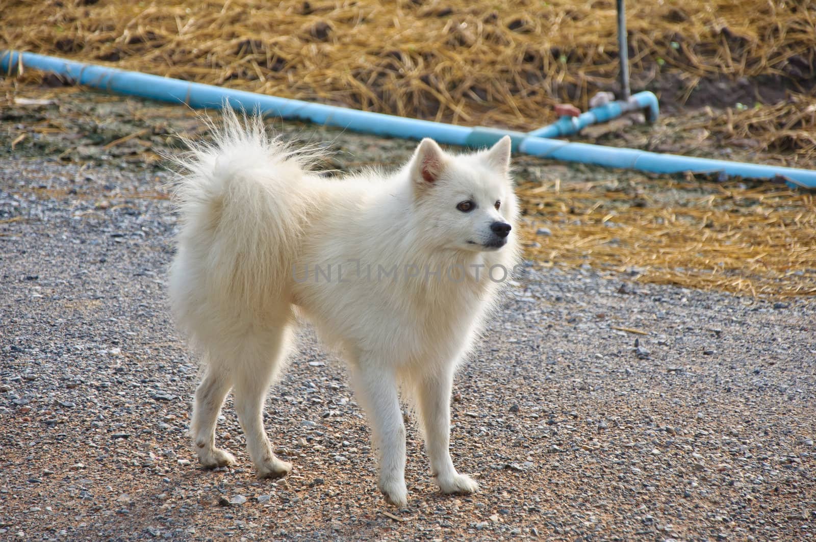 white dog standing in the cultivation farm by tore2527