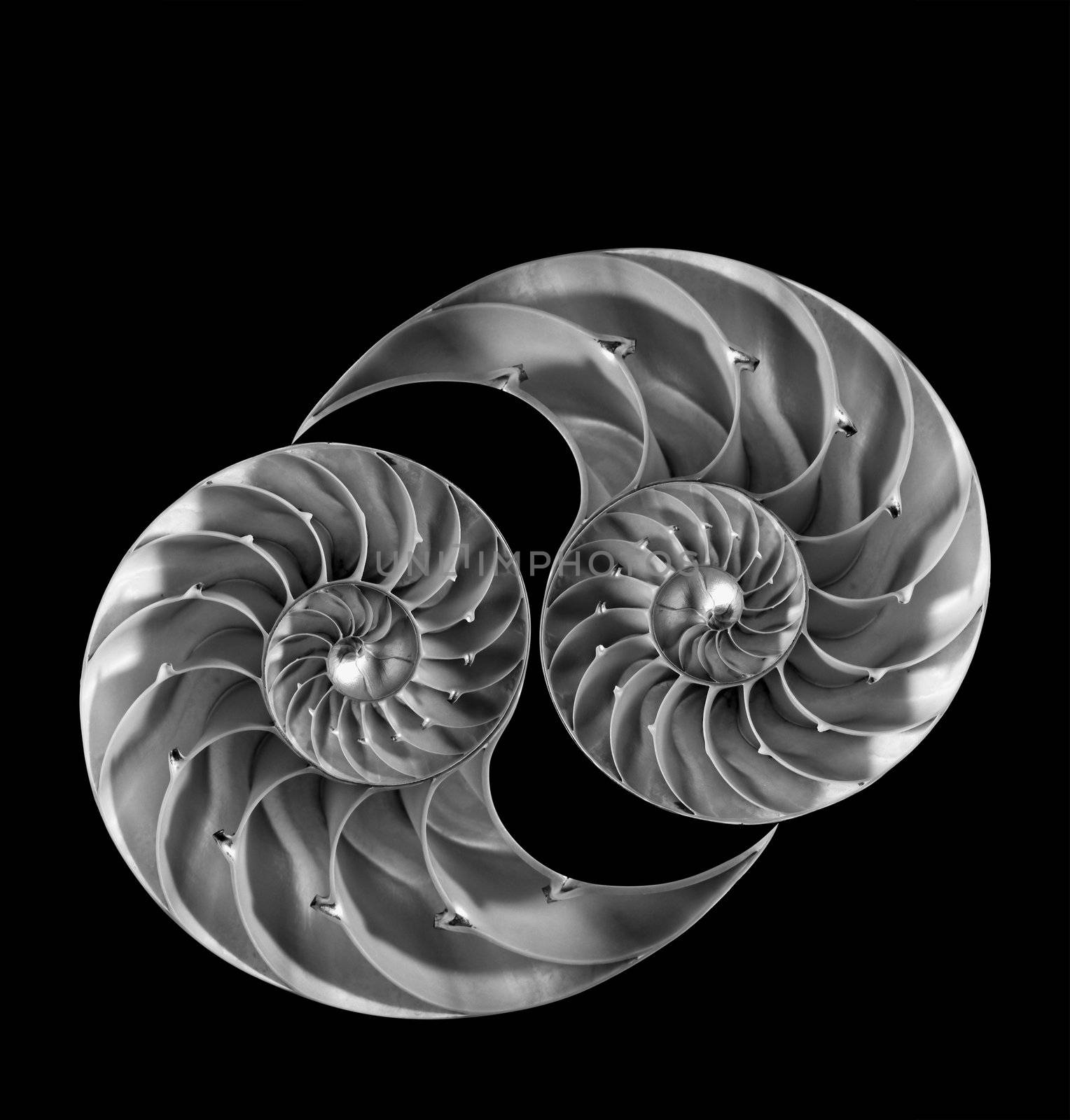Nautilus, isolated by f/2sumicron