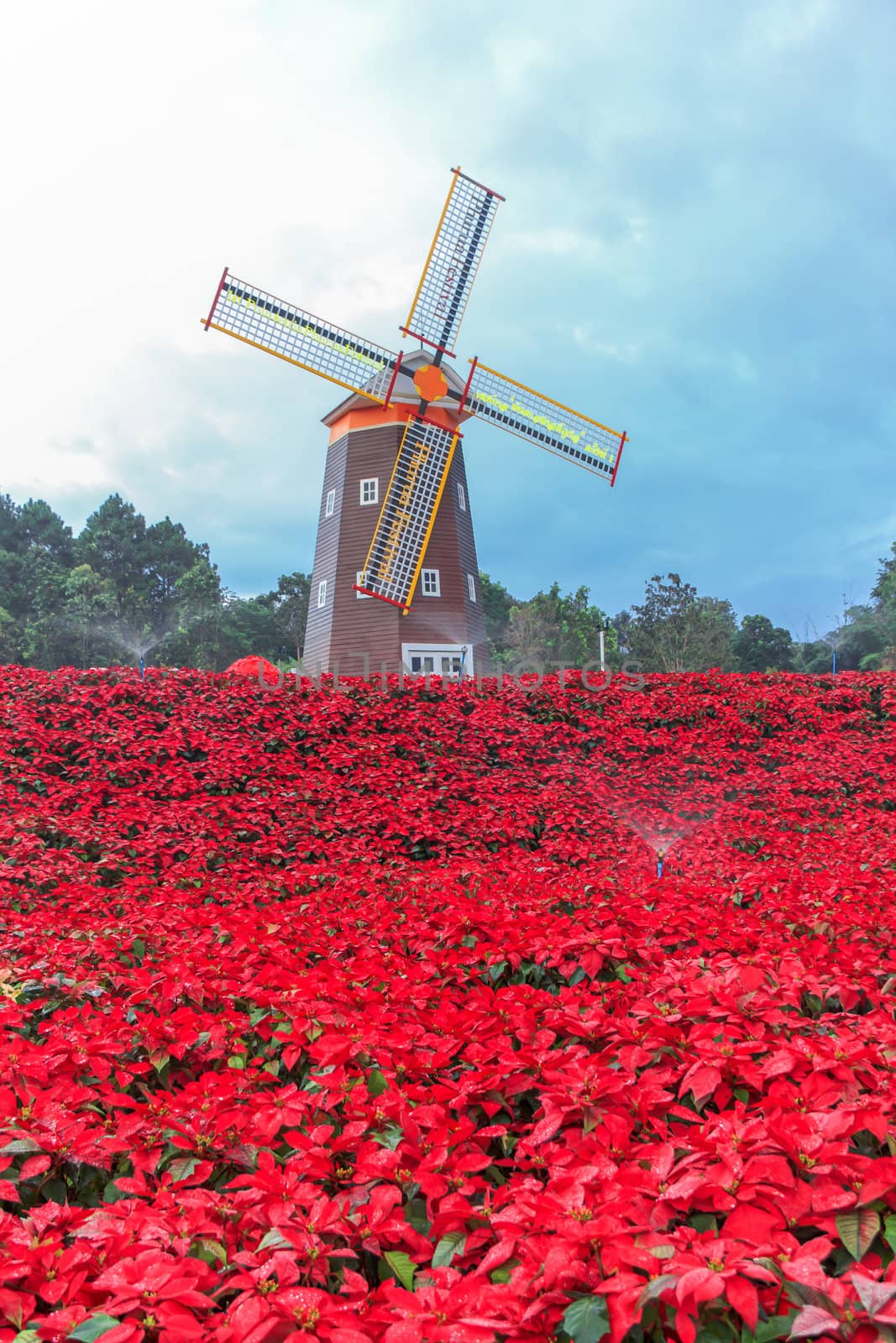 Red Poinsettia garden  and Wind turbine - christmas flower