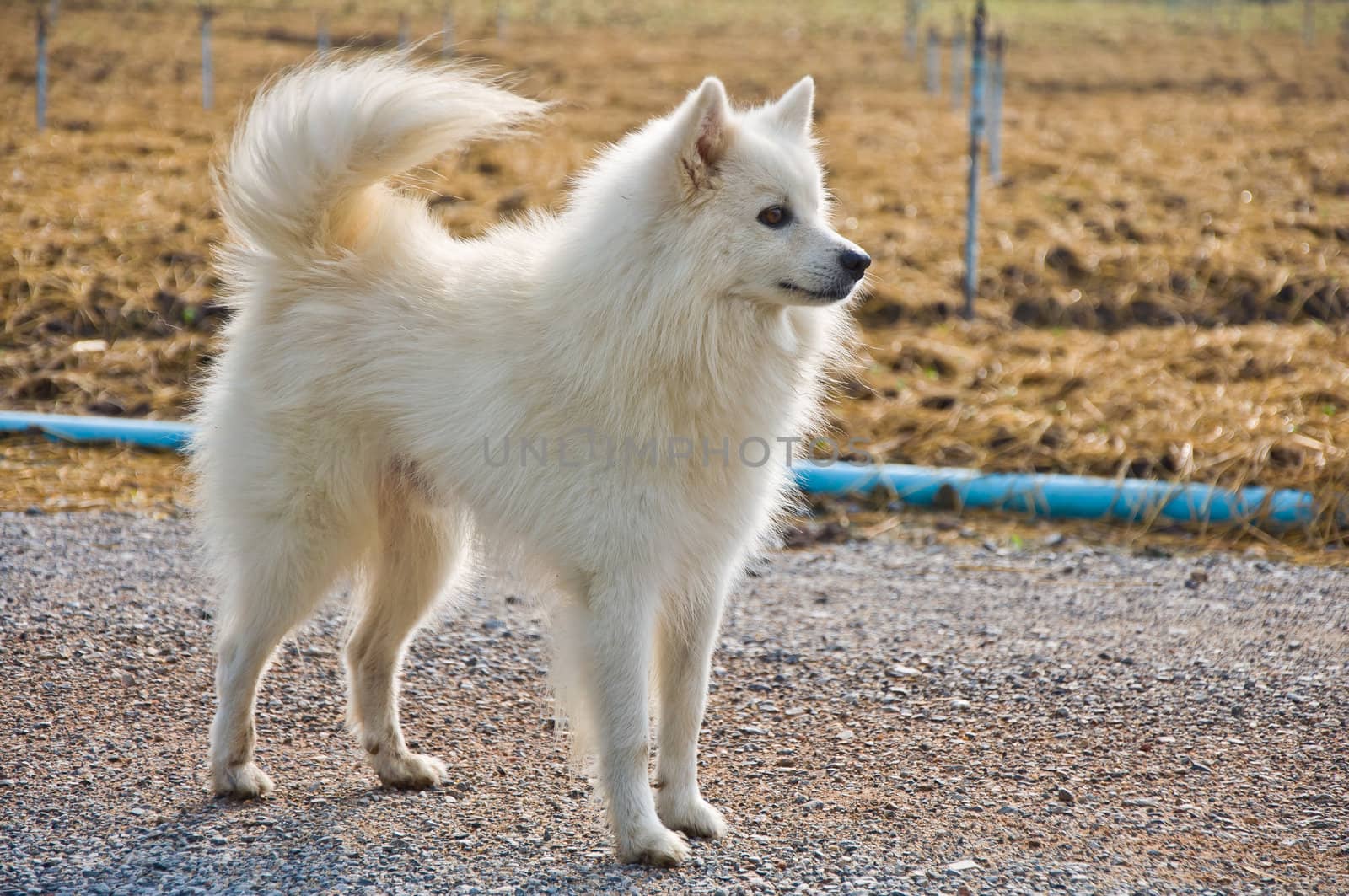 happy white young dog standing in the cultivation farm