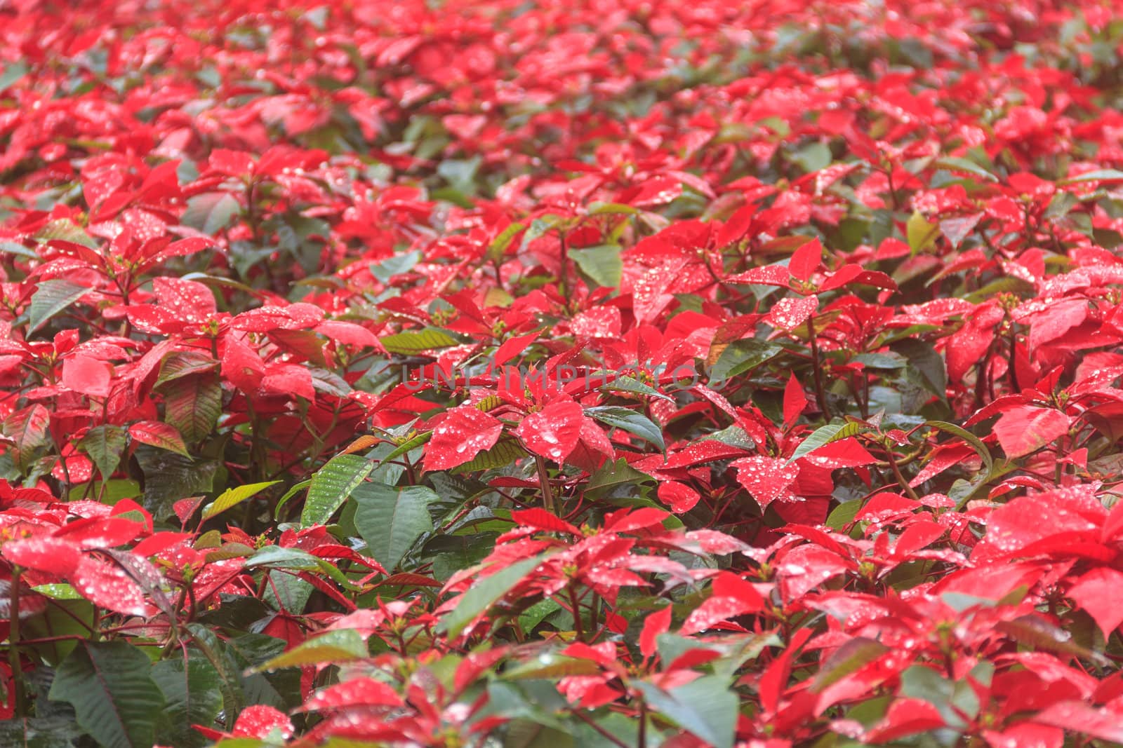 red poinsettia garden with green leaves - christmas flower