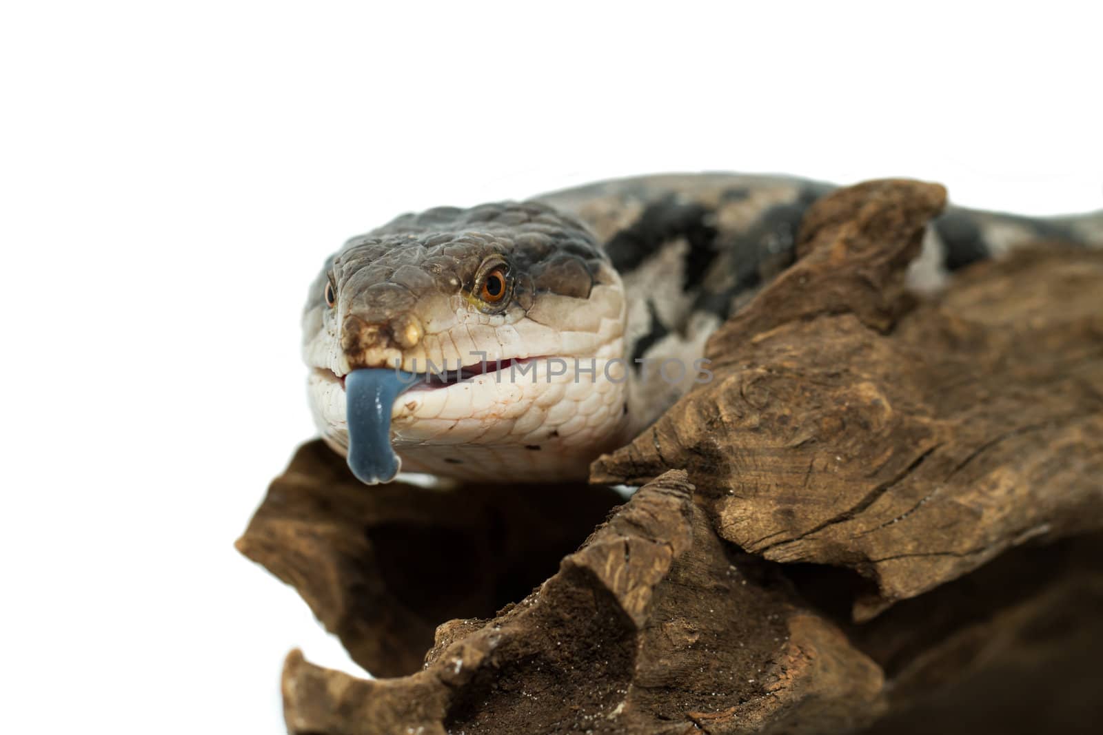 Blue tongued skink on white background (Tiliqua scincoides scincoides)