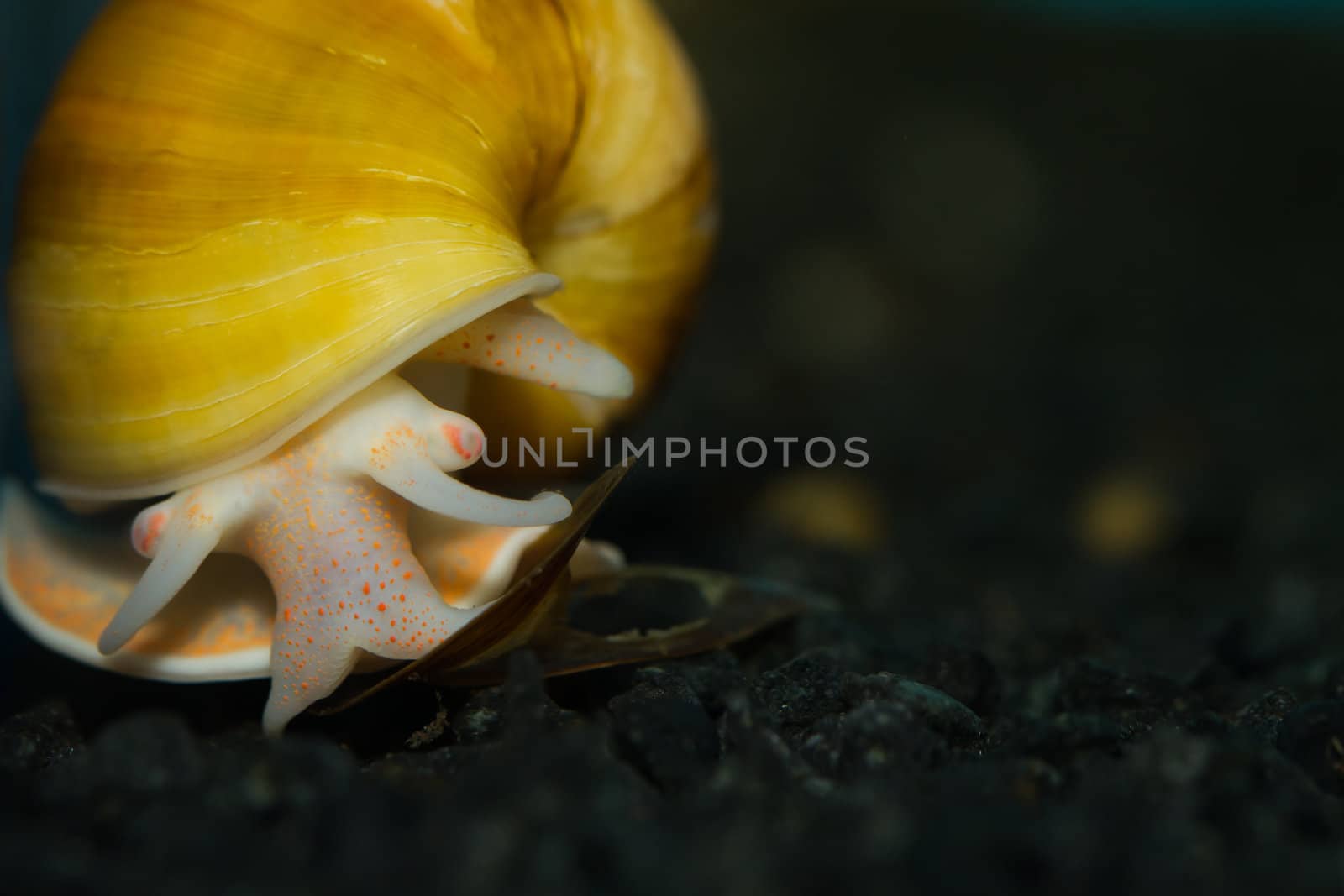 Yellow Apple Snail by NagyDodo