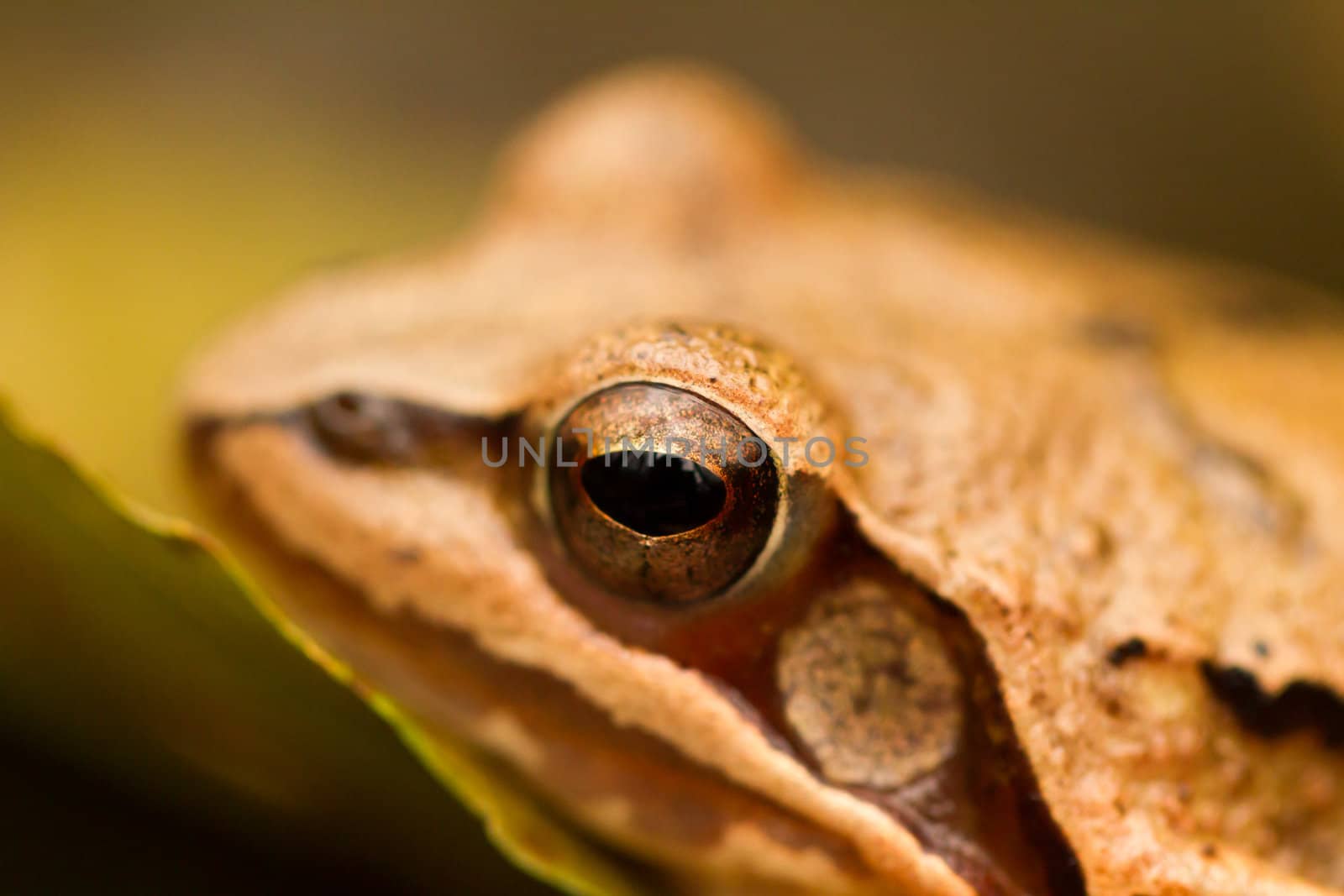 Close-up from a yellow frog by NagyDodo