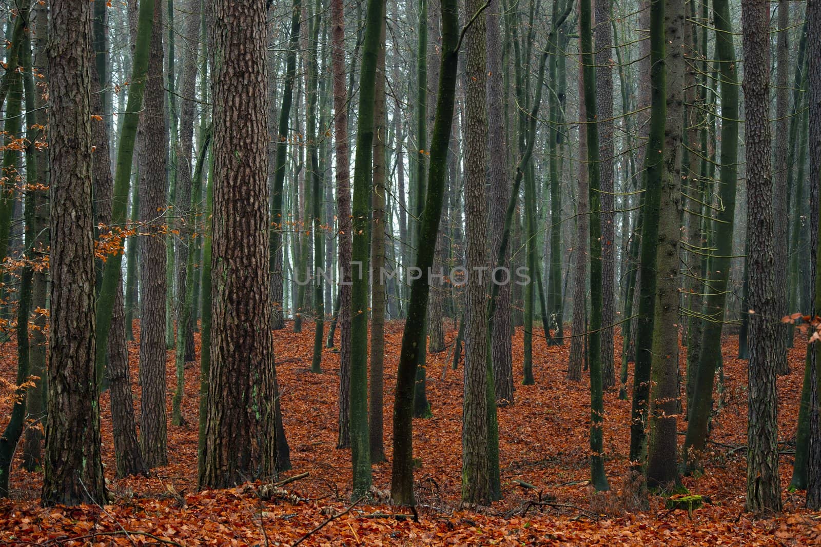 Mixed autumn forest. by Pietus