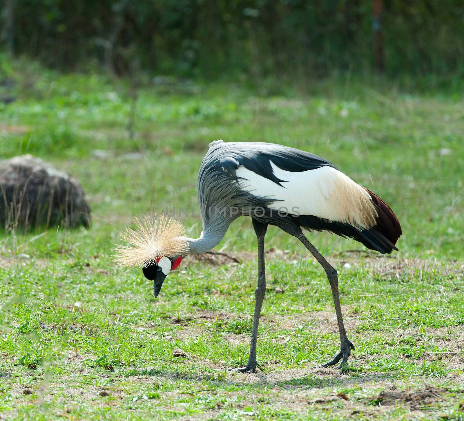Grey Crowned Crane by Marcus