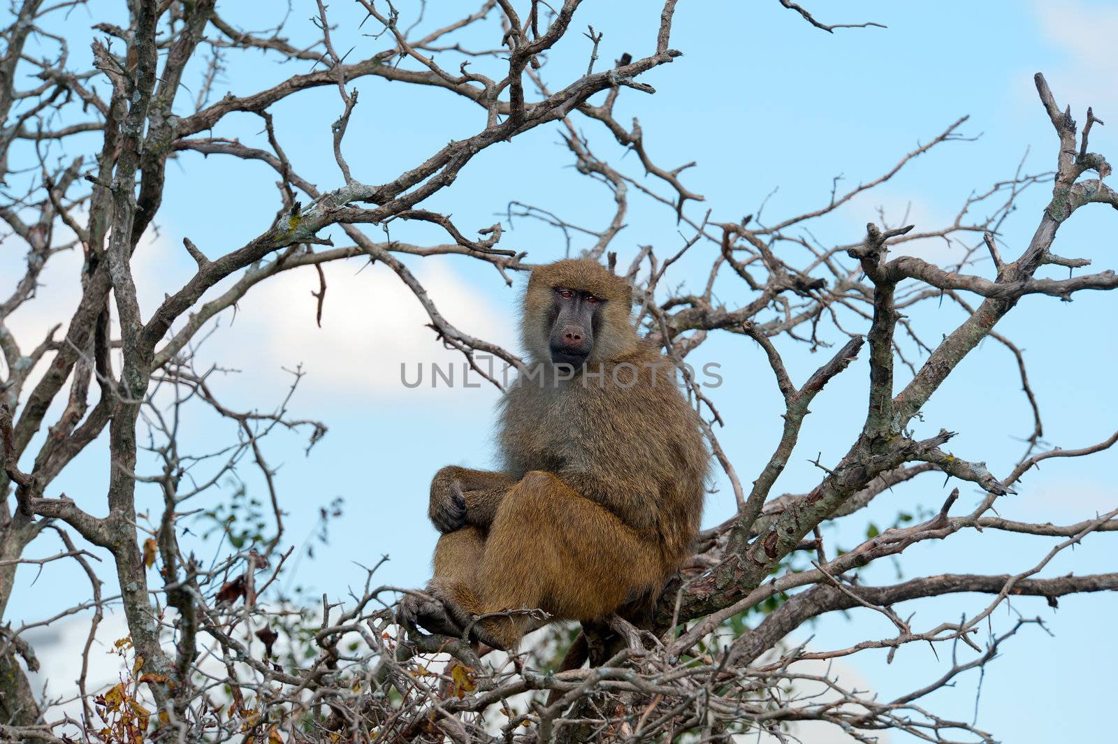 Monkey Baboon - Papio anubis in the wild seating on the tree