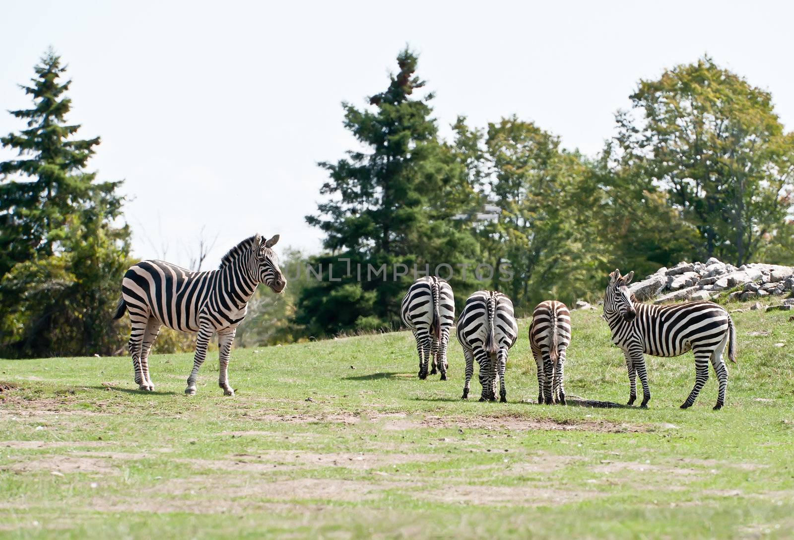 Few zebras on the grass field
