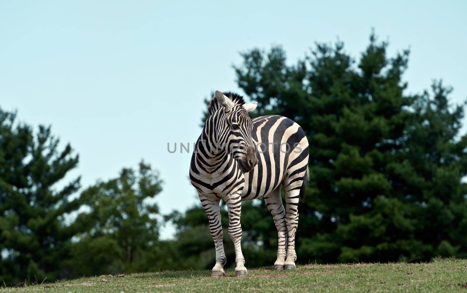 Zebra by Marcus