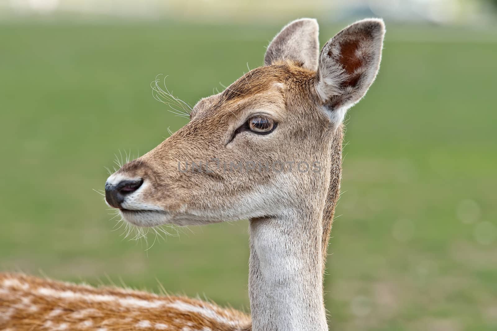 Portrait of a white-tailed deer.