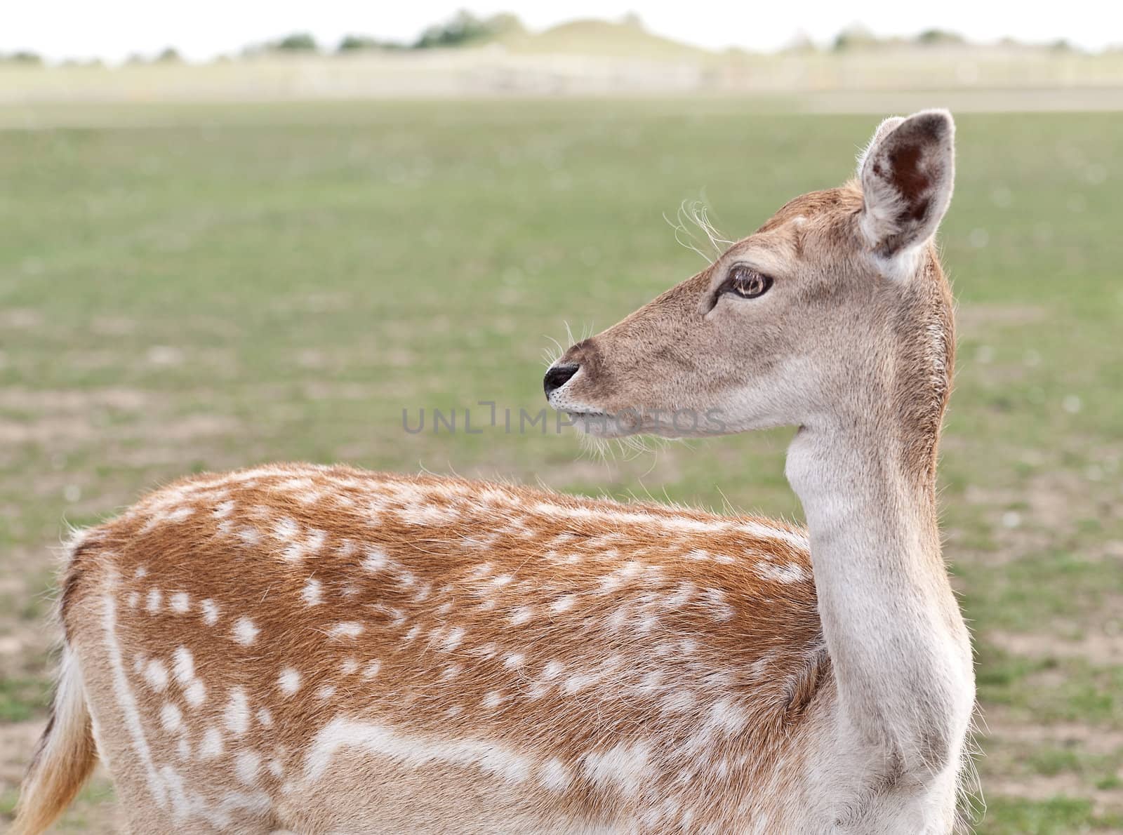 Portrait of a white-tailed deer.