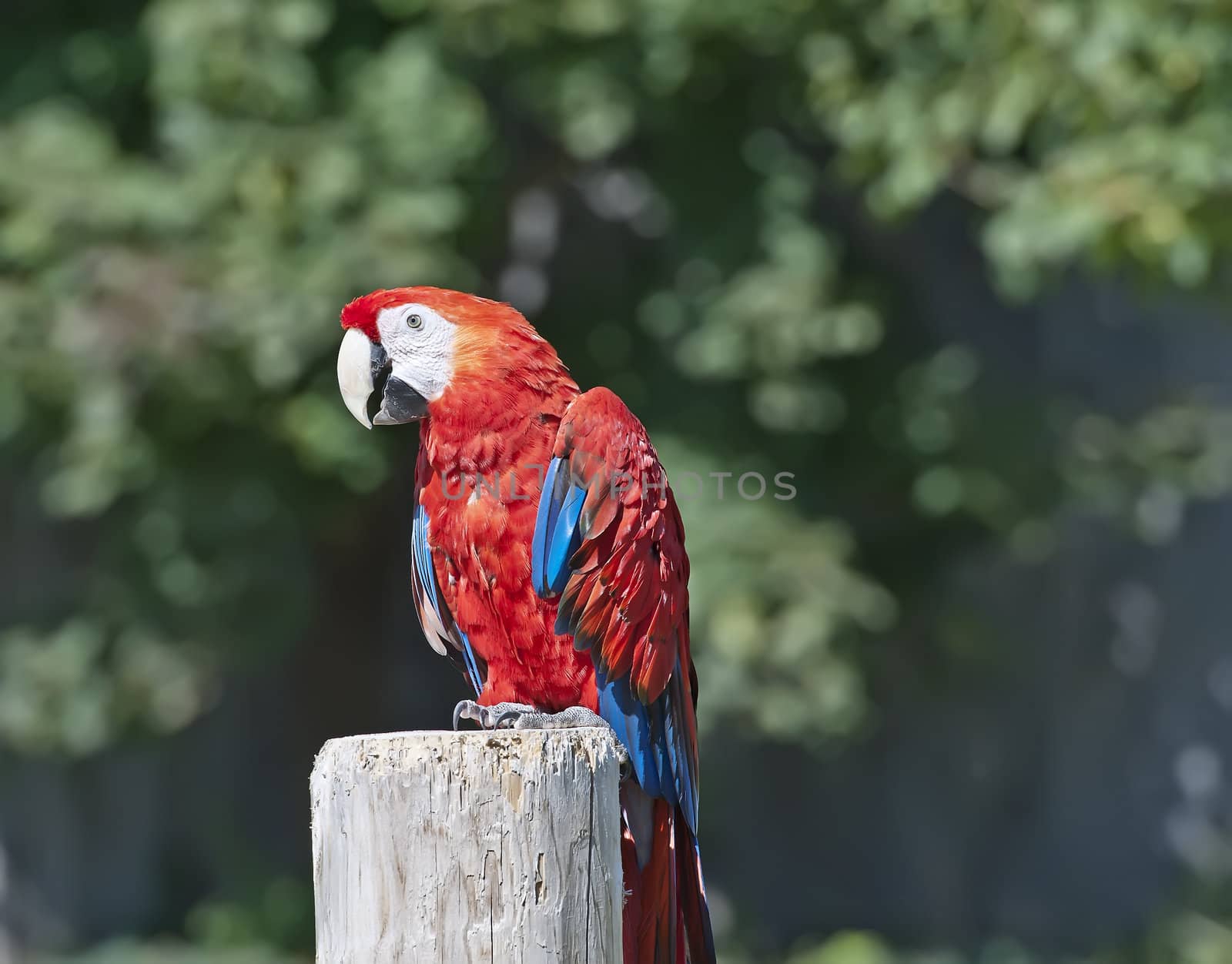 Macaw, red parrot on the pole