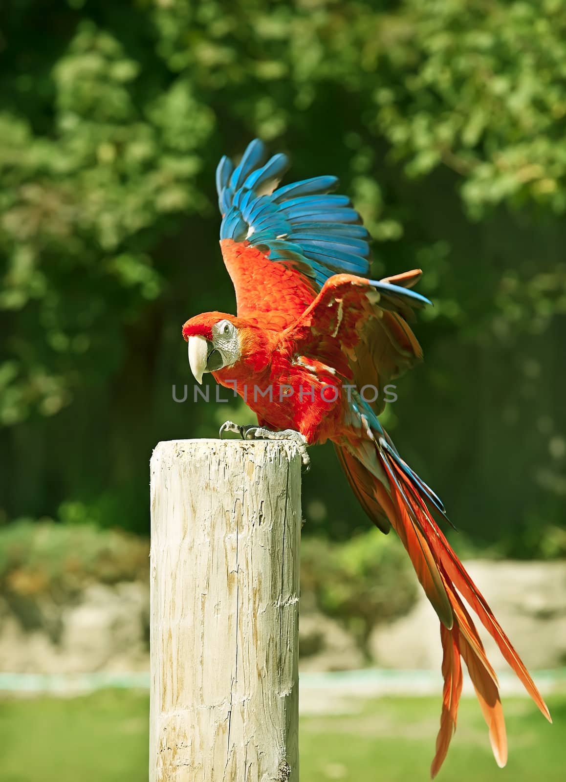 Macaw red parrot portrait by Marcus