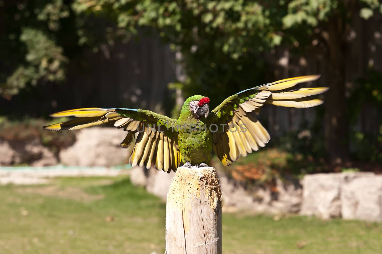 Portrait of the Green Parrot seating on the pole