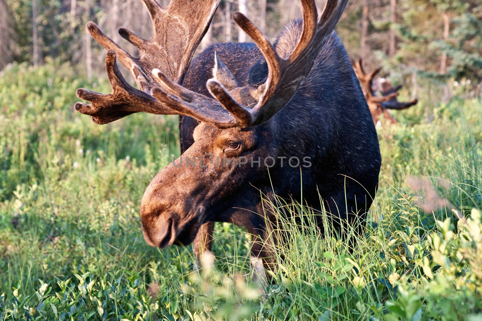 Bull moose feeding in Algonquin Park, Ontario Canada