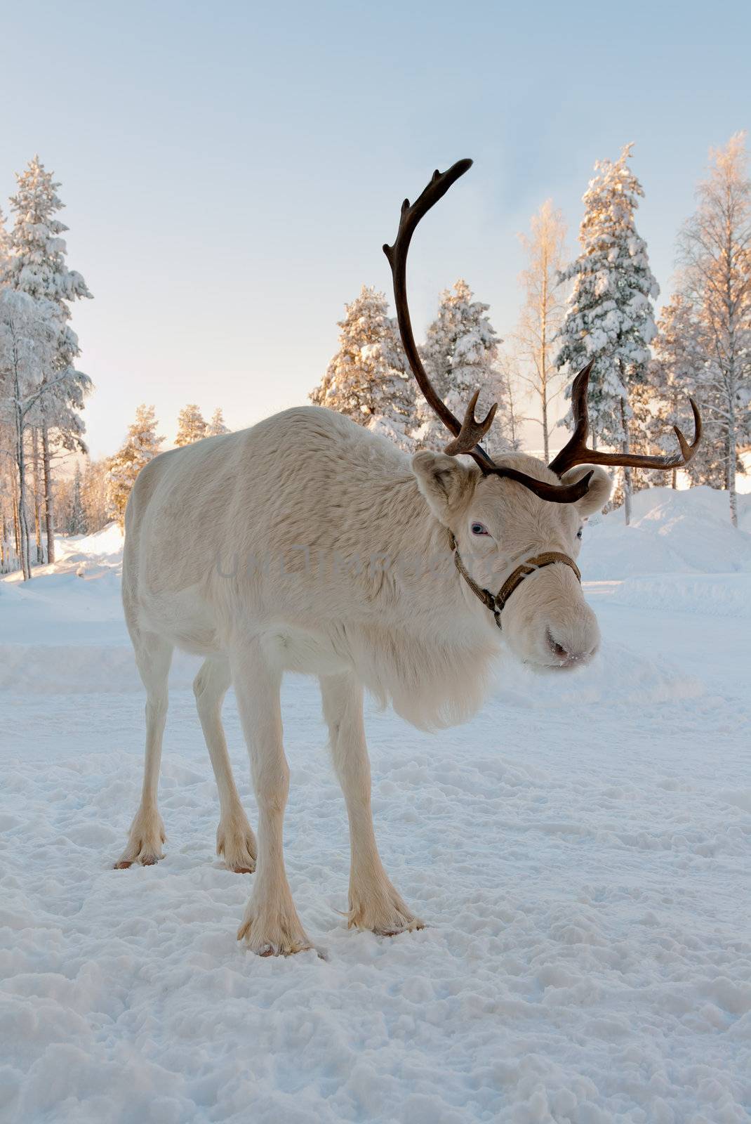 White Christmas deer in the background of snow-covered forest