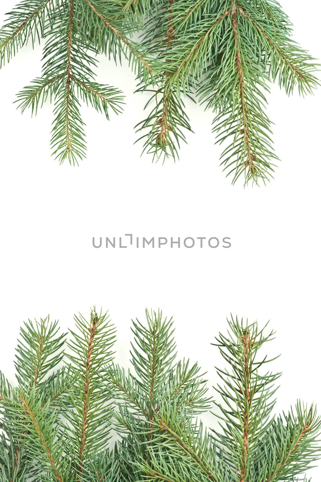 isolated on white background pine branches christmas motive