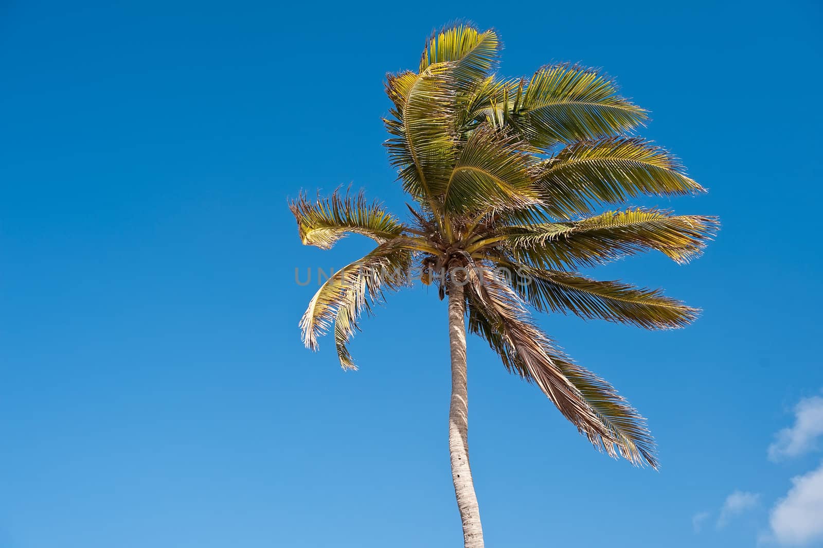 Palm tree over a blue sky with clouds