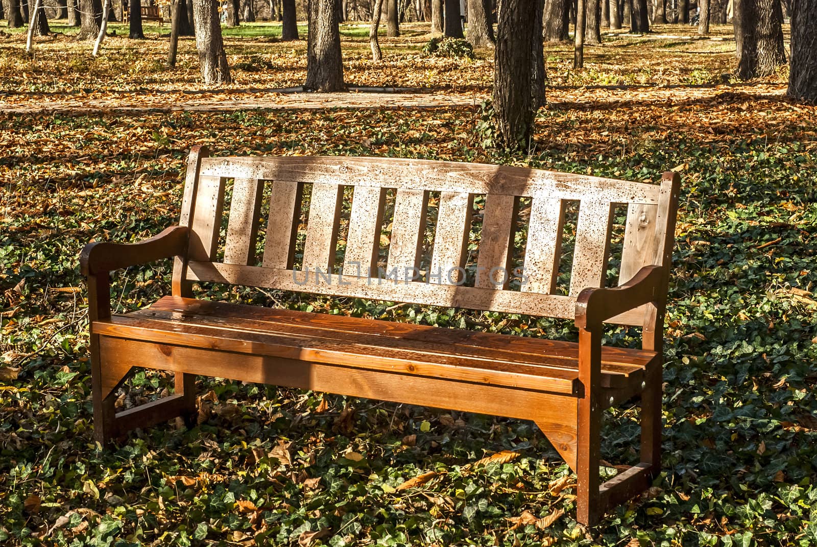 Wooden varnished brown bench in autumn park ground