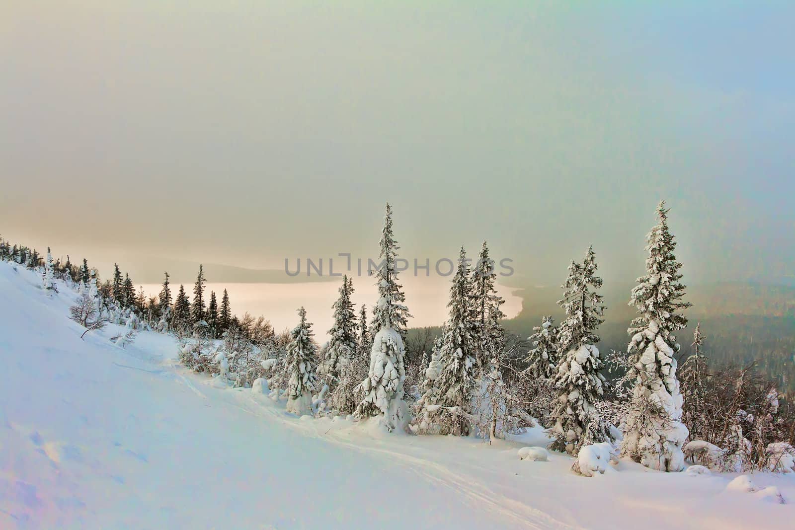 Winter forest in a mysterious fog sunlight