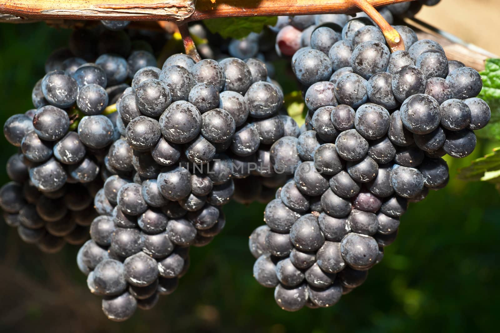 Grapes on the Vine ready for Harvest - Ontario Canada