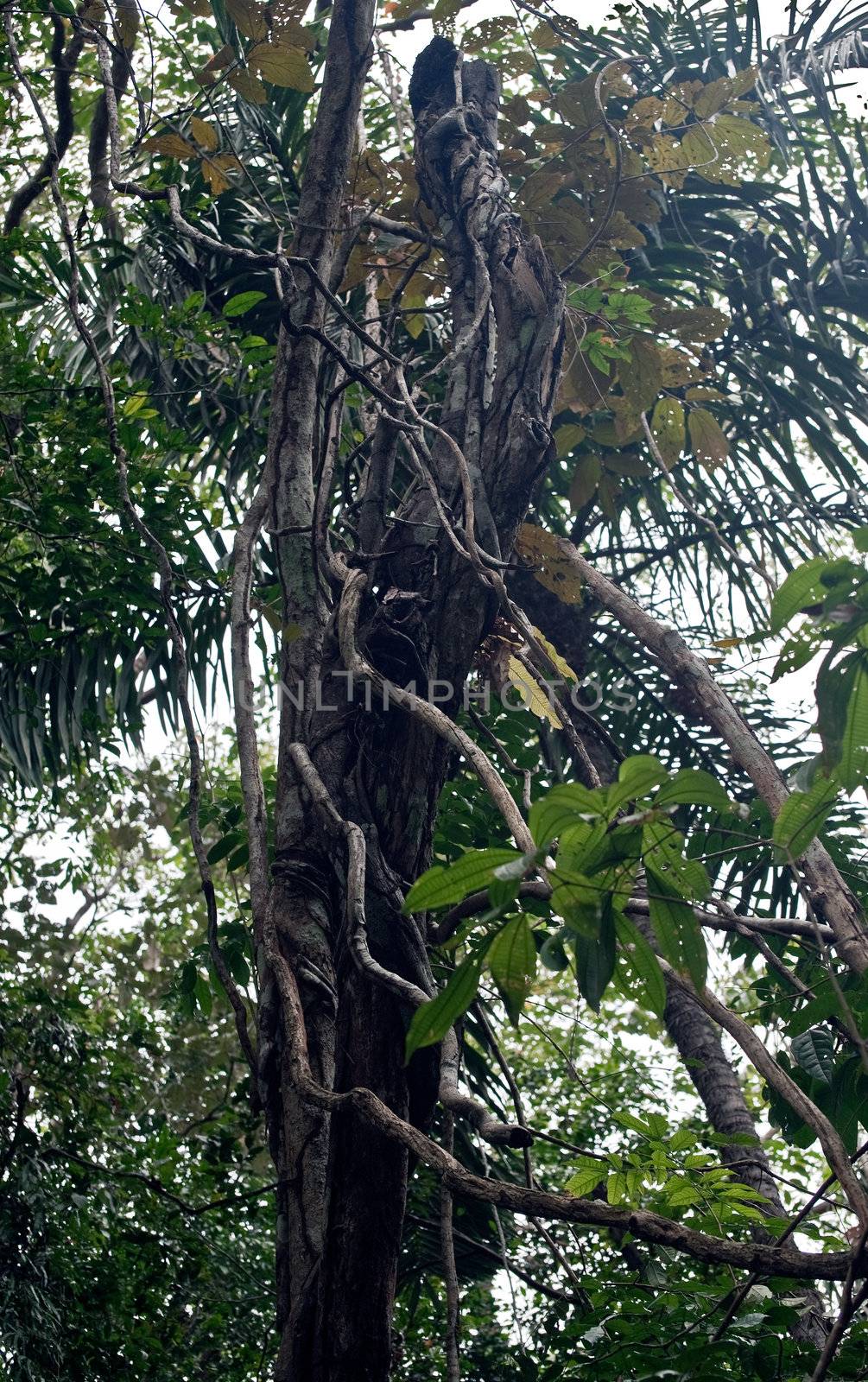 Rainforest tree in Panama by Marcus