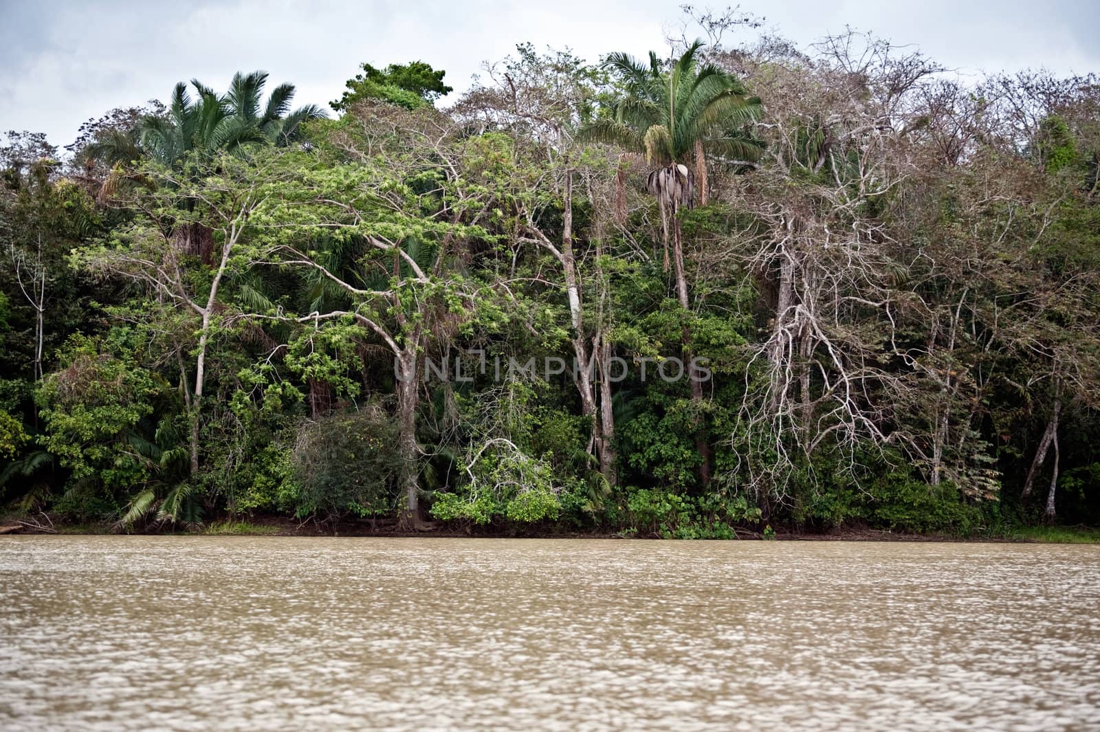 Rainforest landscape in Panama by Marcus