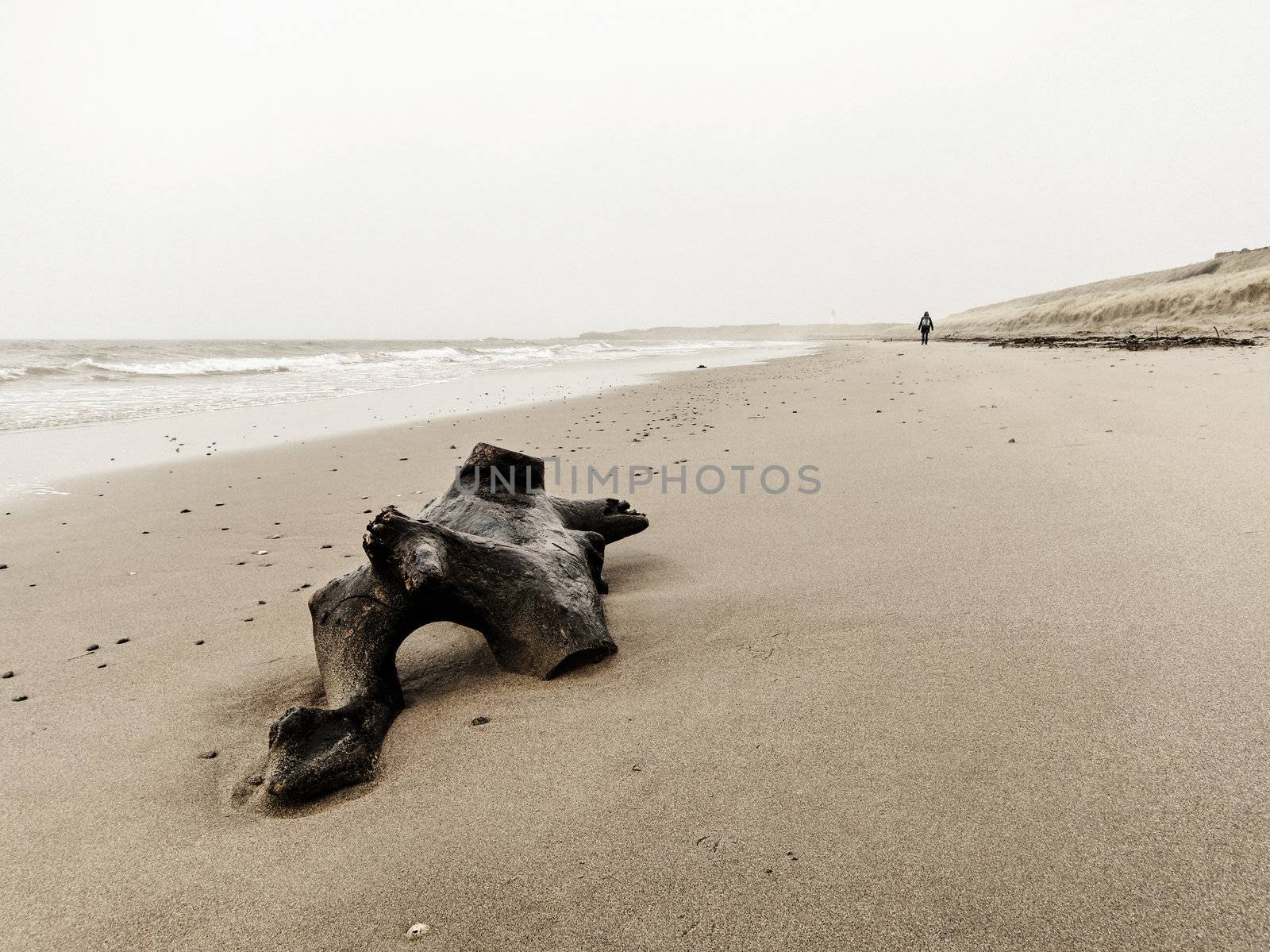 Driftwood on the beach by dutourdumonde