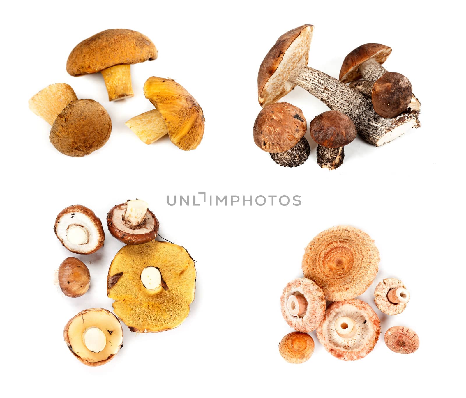 Different fungi decomposed into four piles on a white background