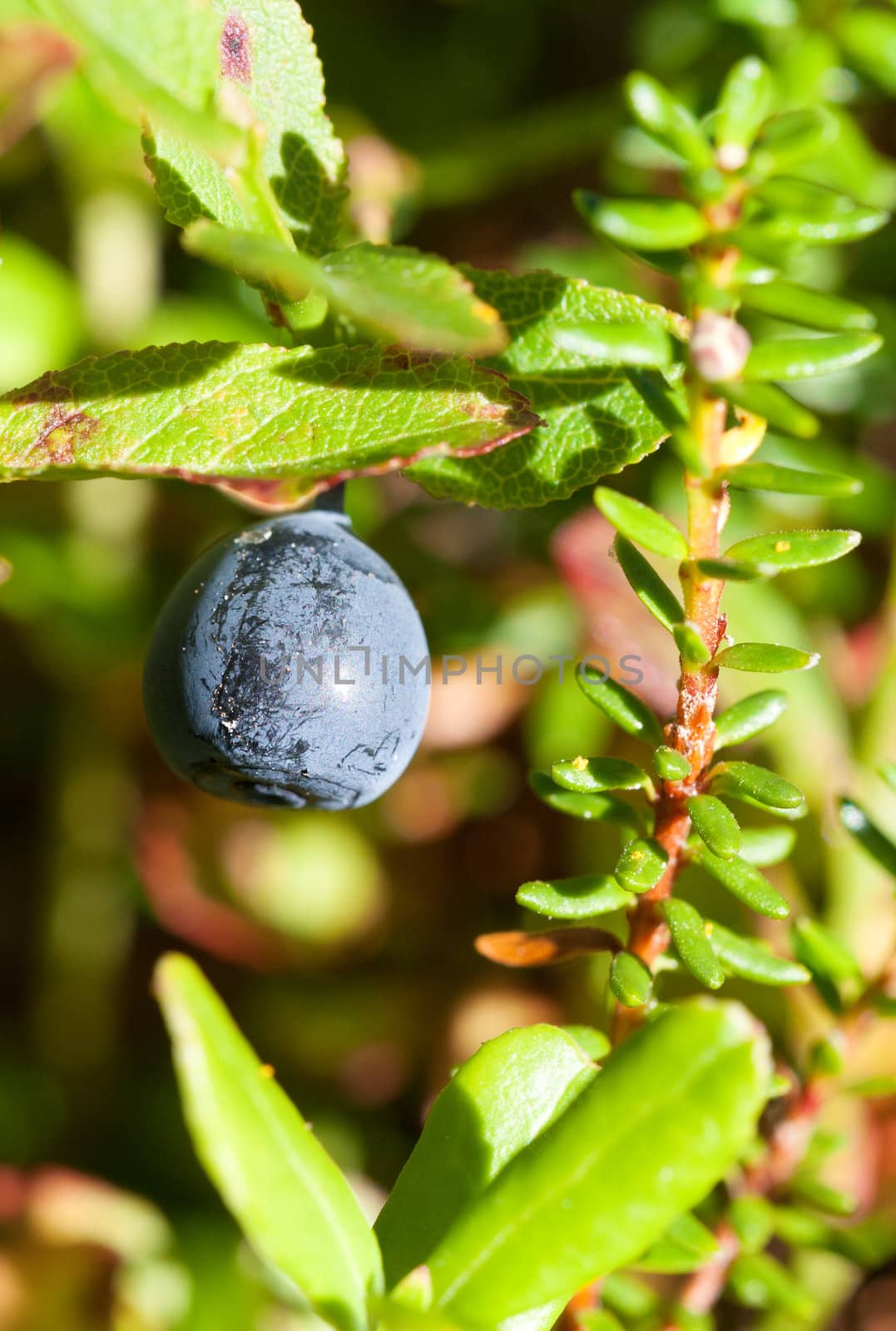 Fresh blueberry still growing on bush