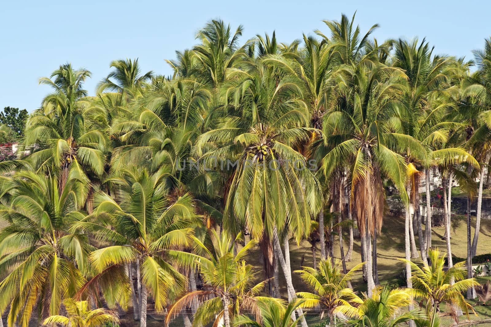 Palms garden by Marcus