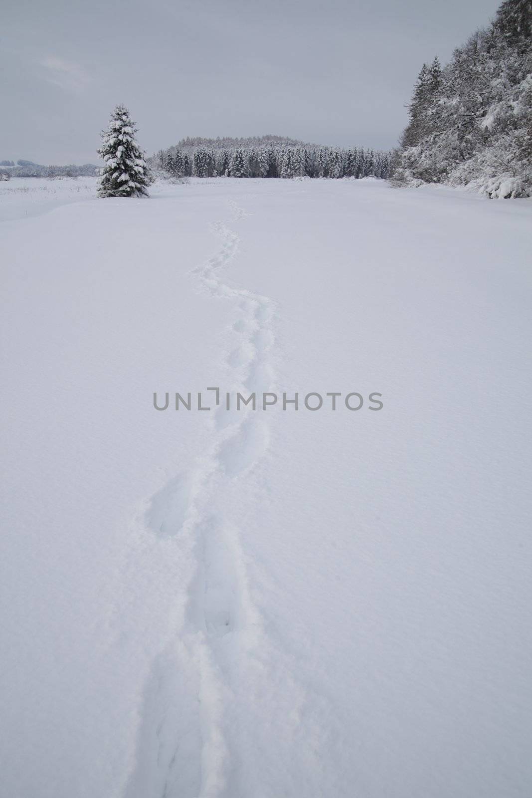 path with shoe prints in winter landscape