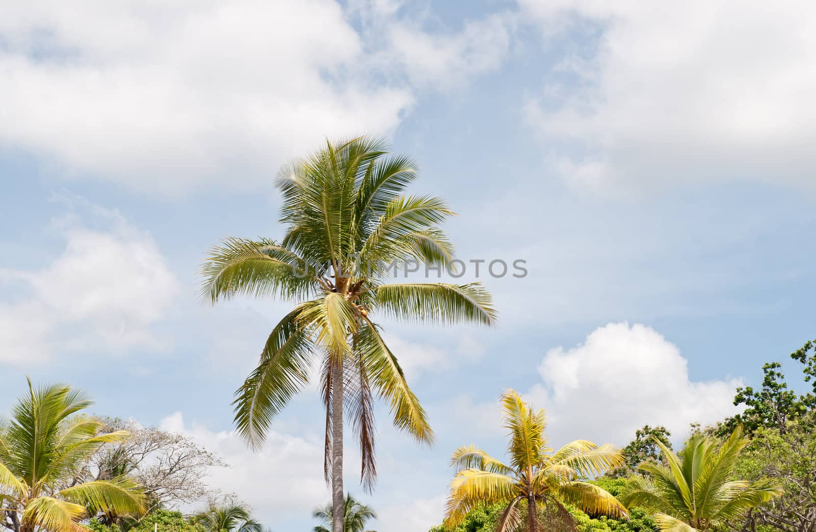 Palm tree over a blue sky with clouds