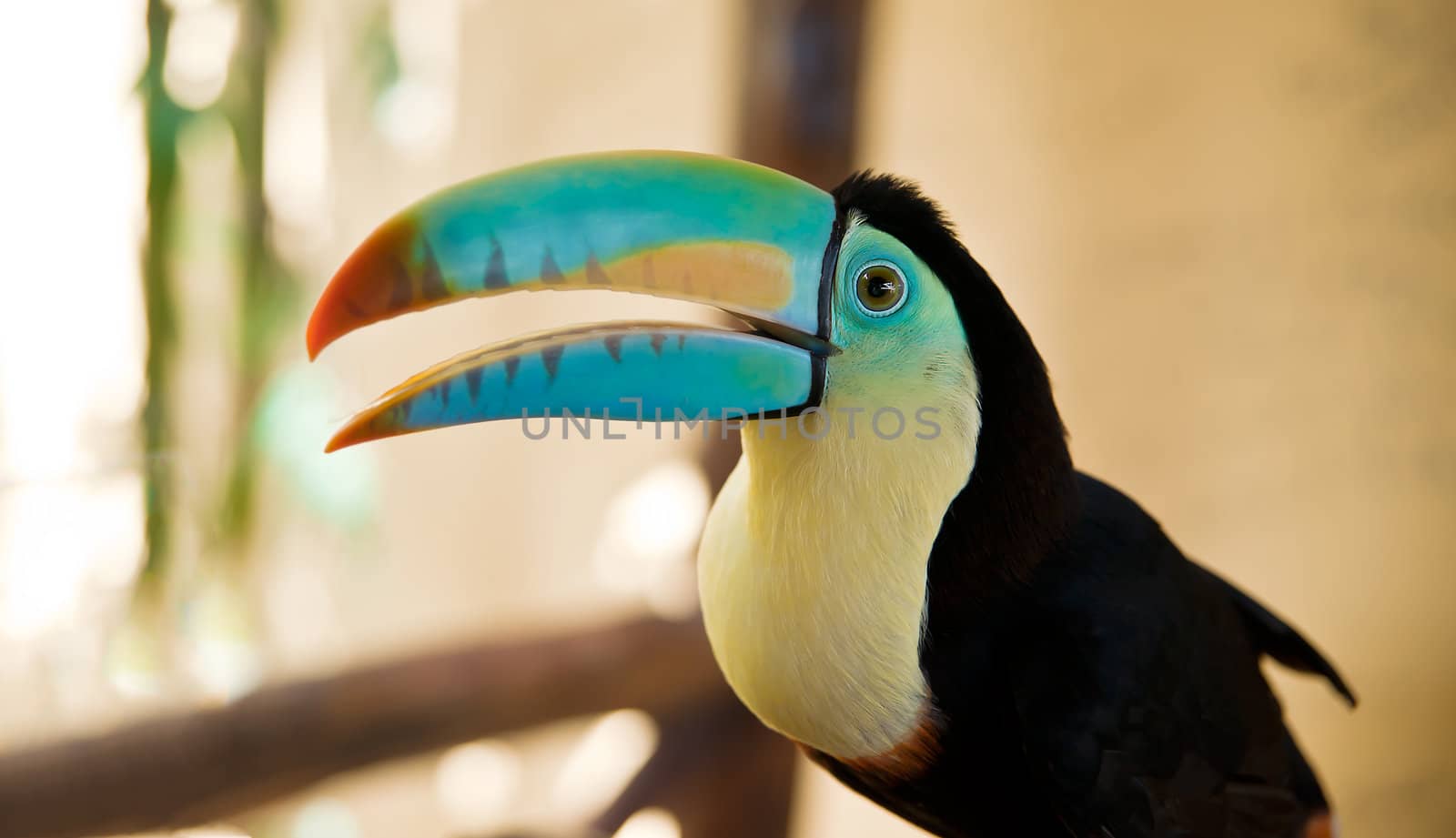 Head of  toucan by Marcus