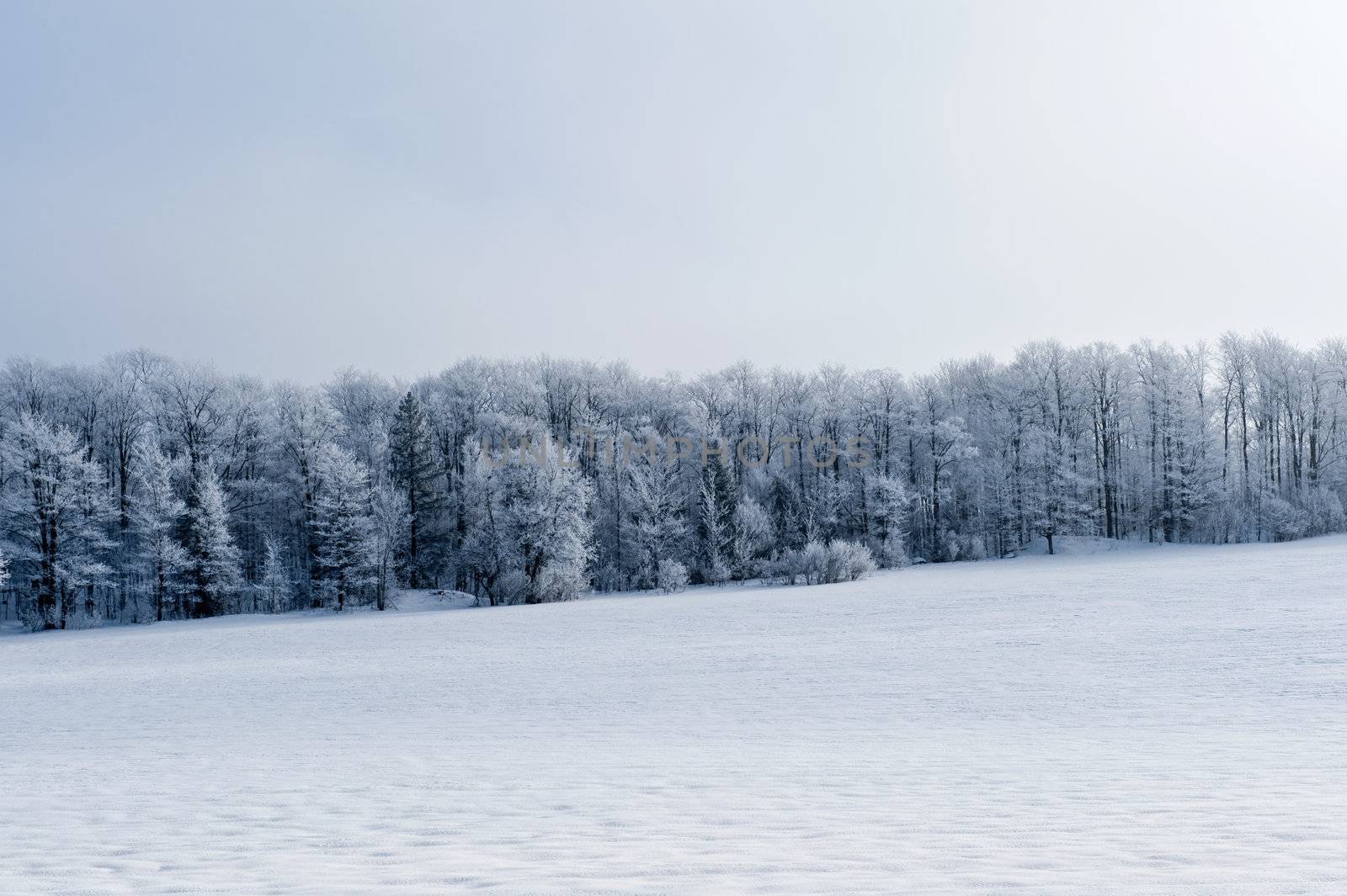 canadian winter landscape with snowy treesin the background