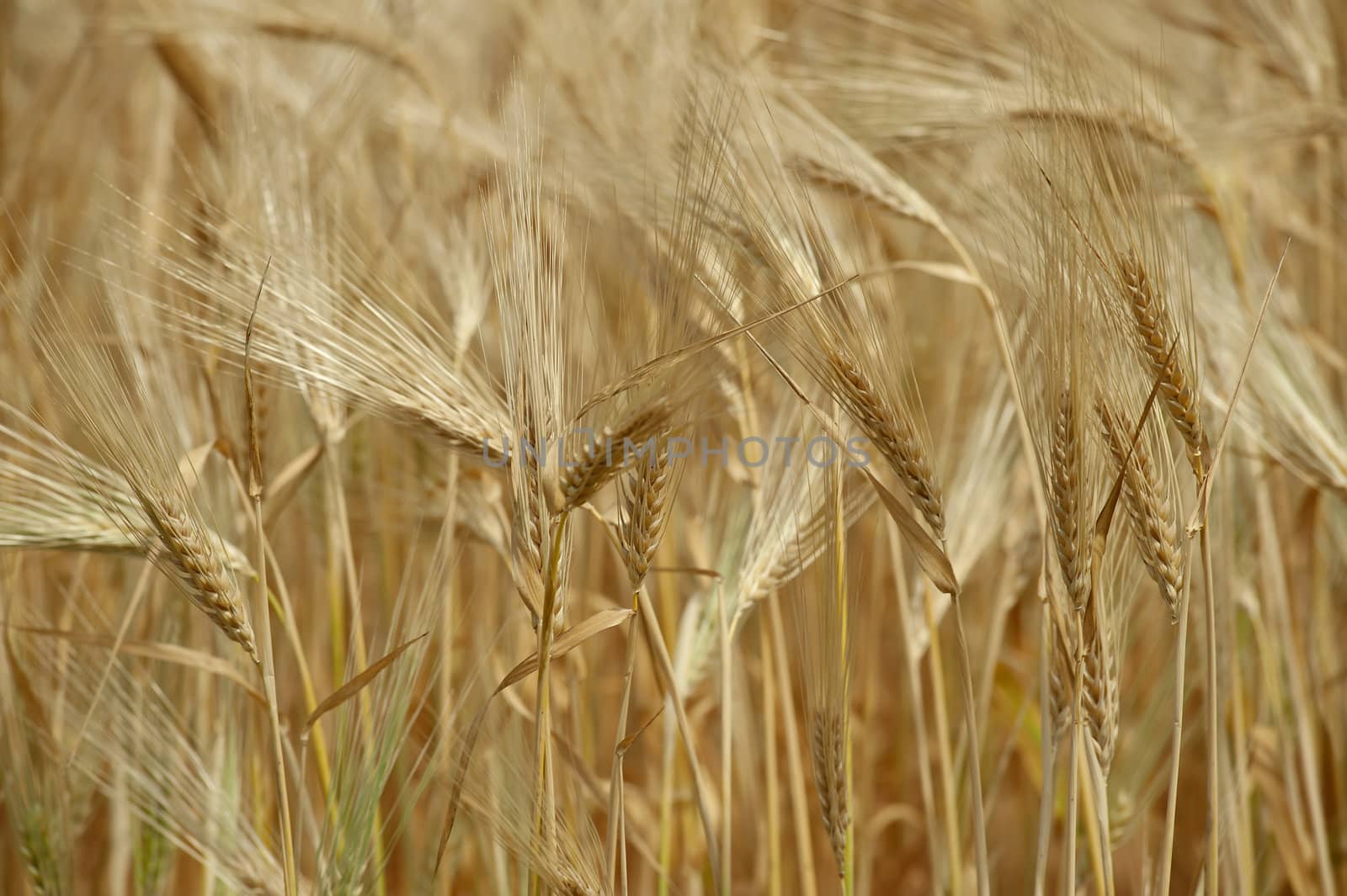 Nature of gold A wheat field ready to harvest

