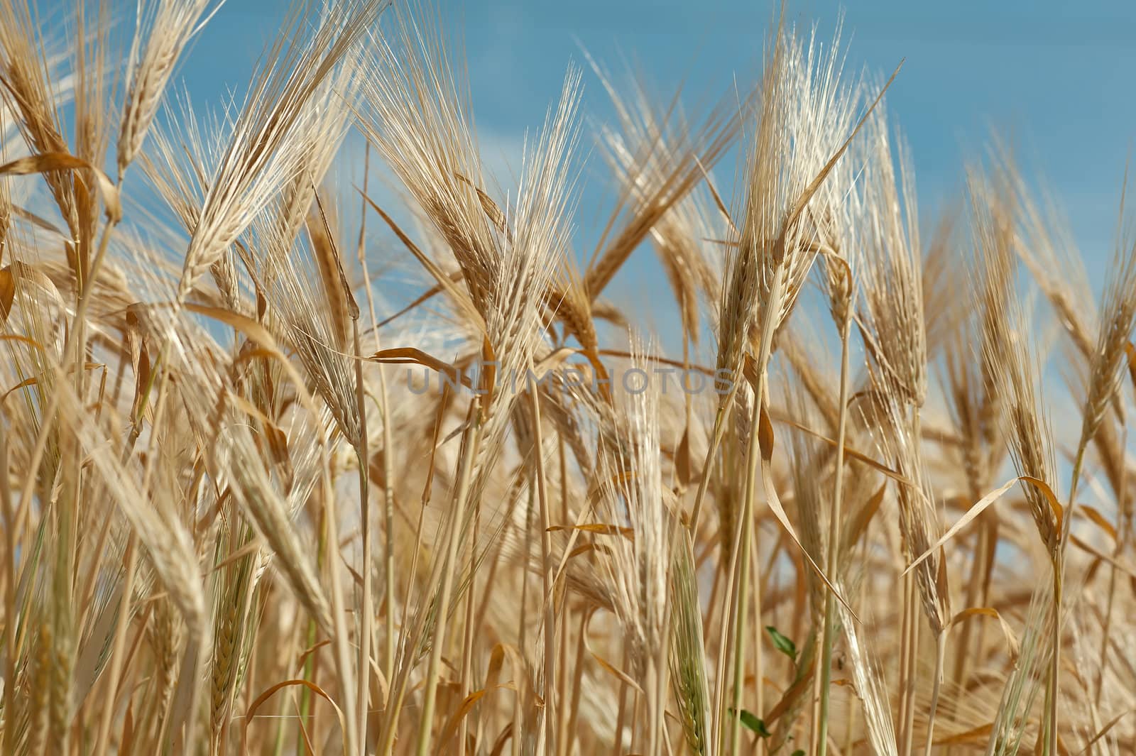 A wheat field against a blue sky.

