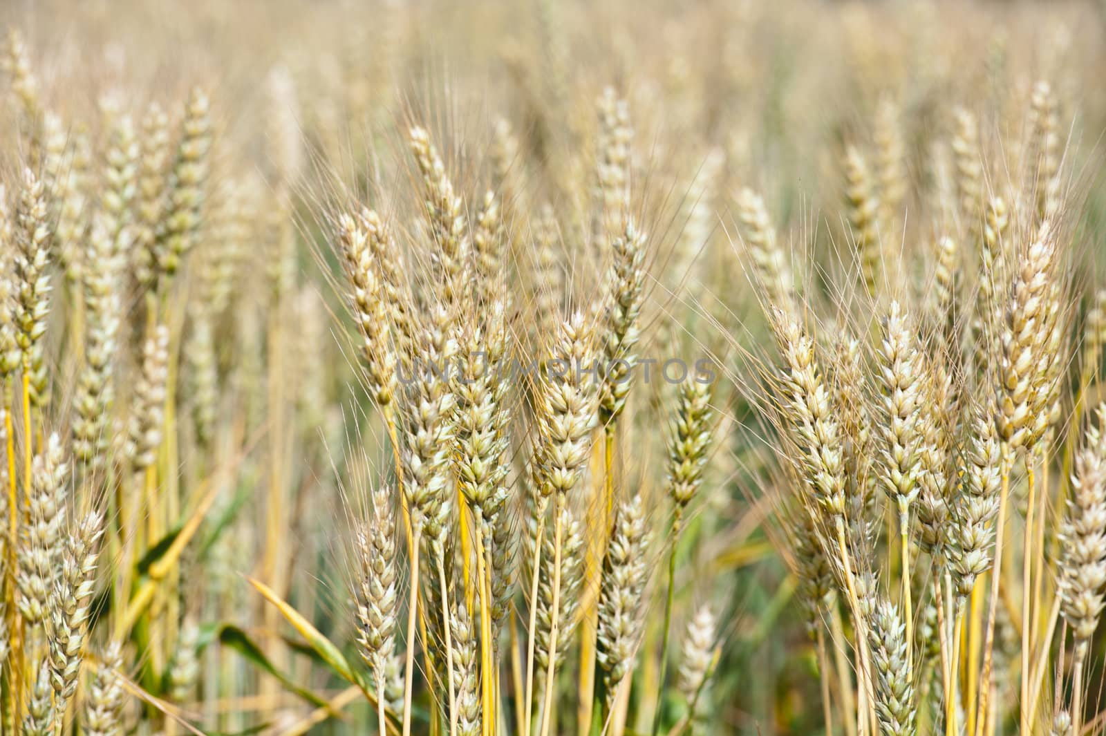 Field of golden wheat ready to harvest