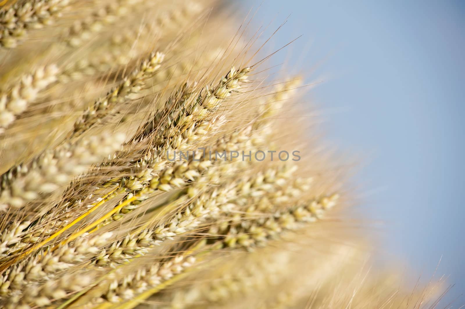 close up on the wheat field ready to harvest by Marcus