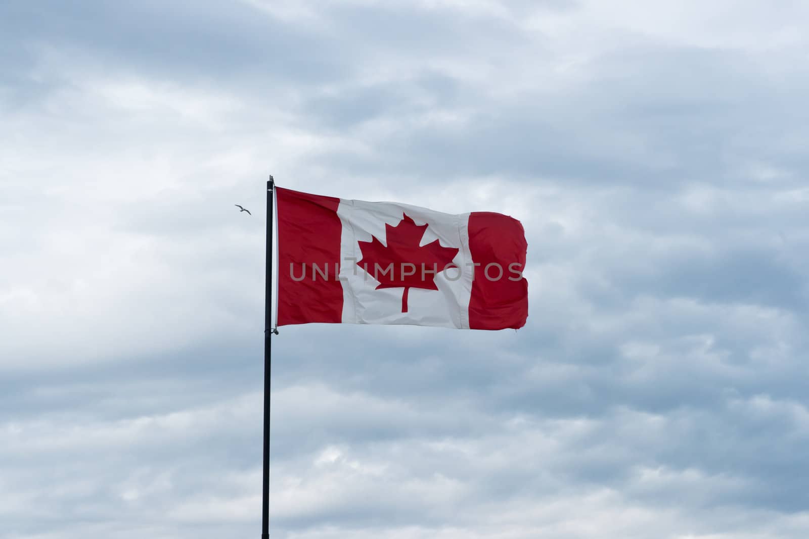 cloudscape view on Bird flying over canadian flag
