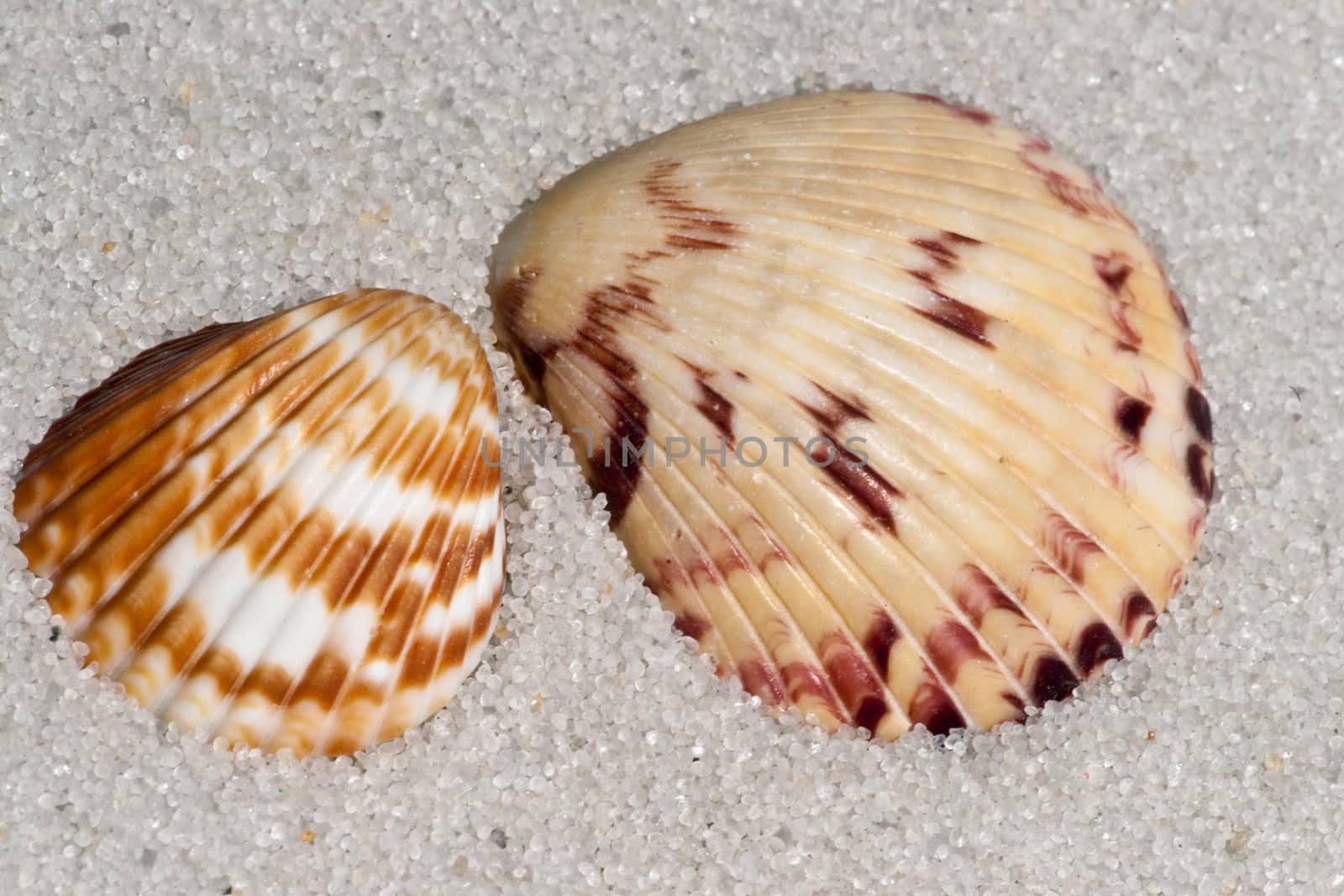 Close up example of Cockle shell on the sand