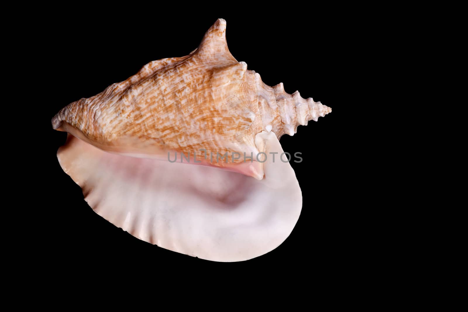 Carabean Shell,  the image on black background