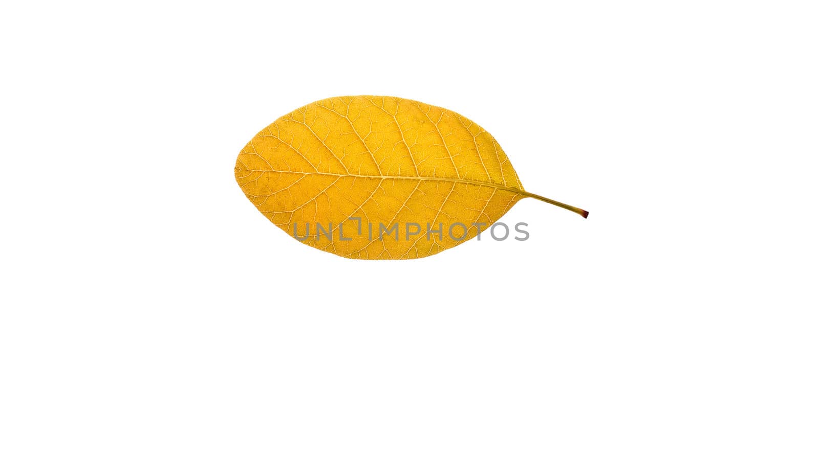 Close up of a single yellow obtuse pinnate leaf