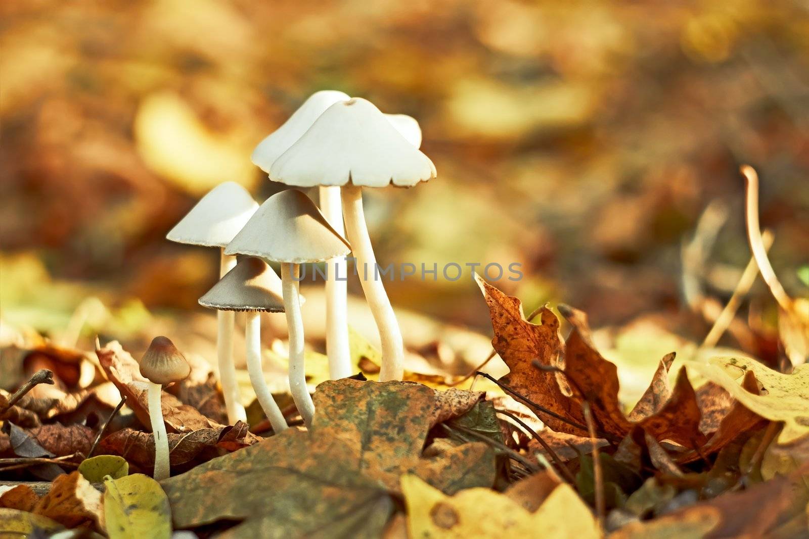 Group of small white mushrooms in the autumn forest among fallen leaves
