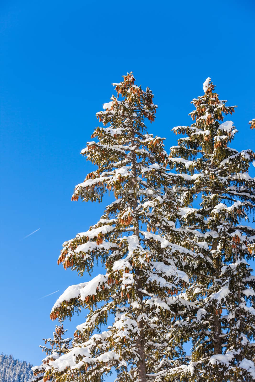 Winter vacation - panorama of beautiful snowy pines