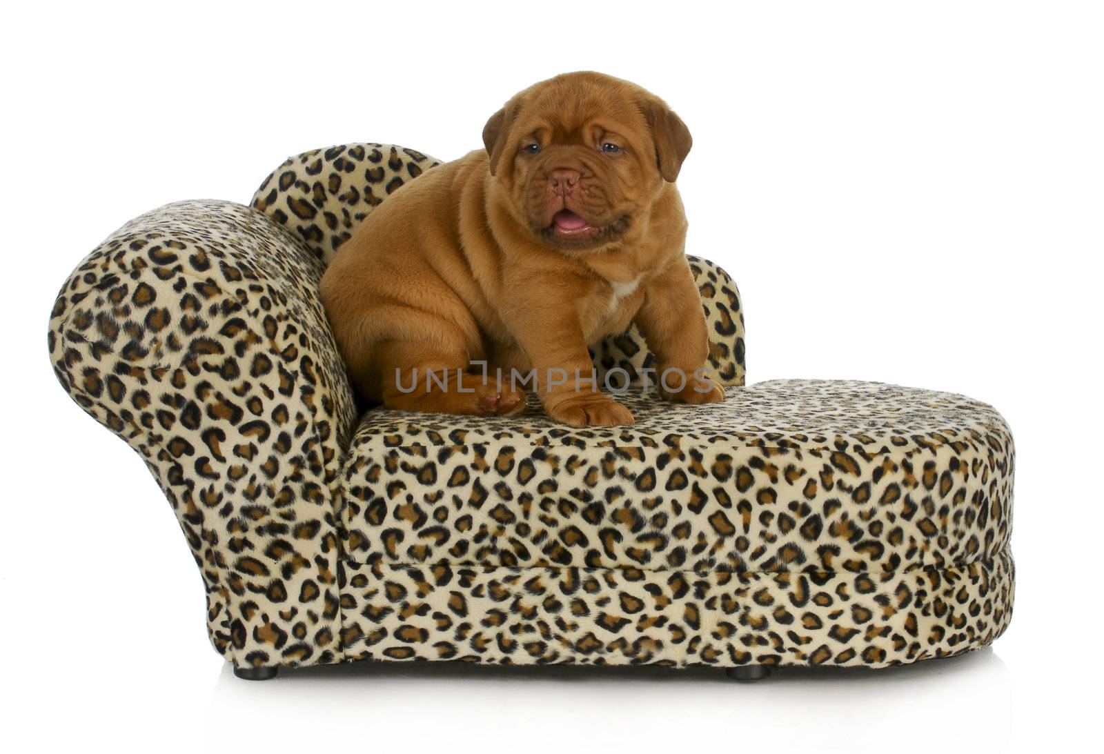 puppy on the furniture - dogue de bordeaux puppy sitting on the couch - 4 weeks old