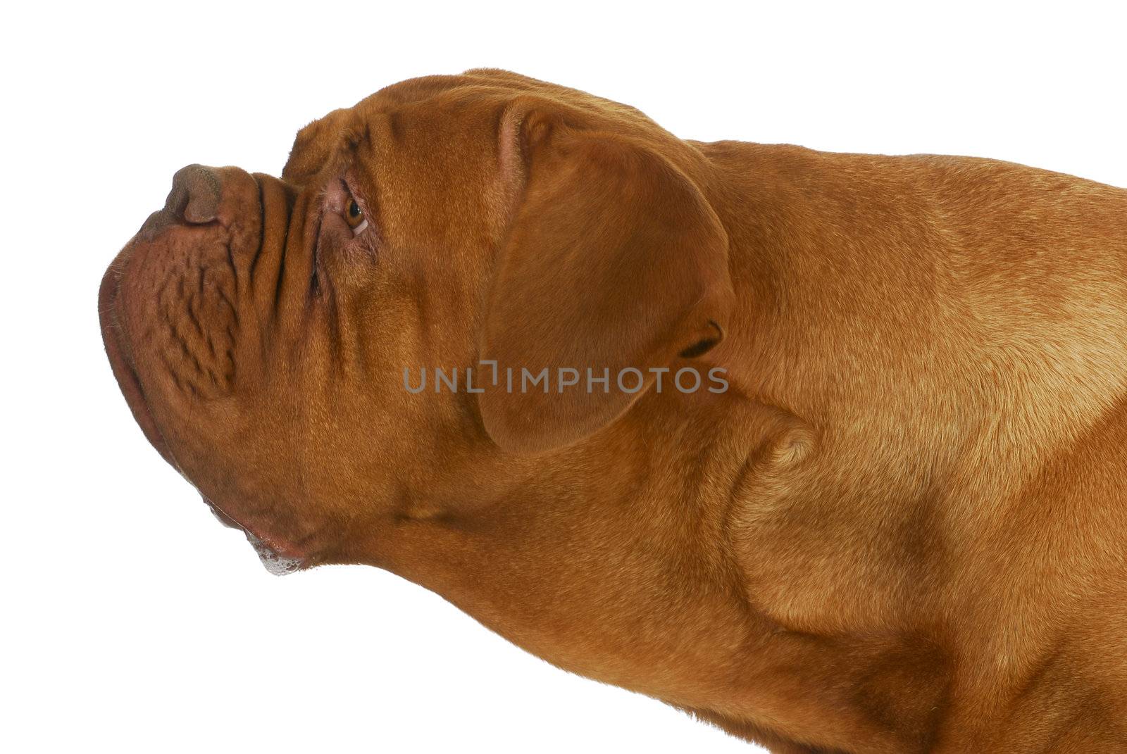 curious dog - dogue de bordeaux stretching her neck out to see something on white background