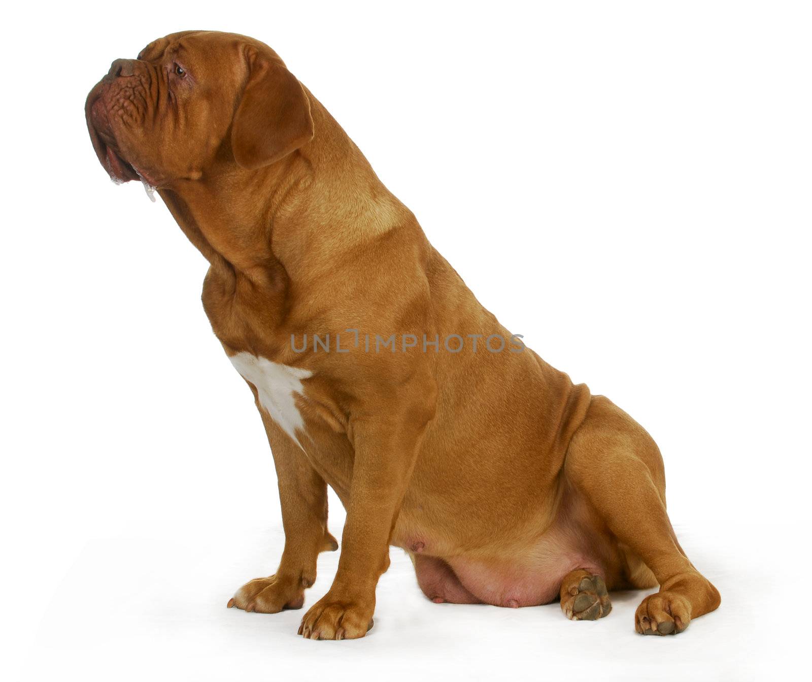 dog drooling - dogue de bordeaux with drool coming from the sides of her mouth