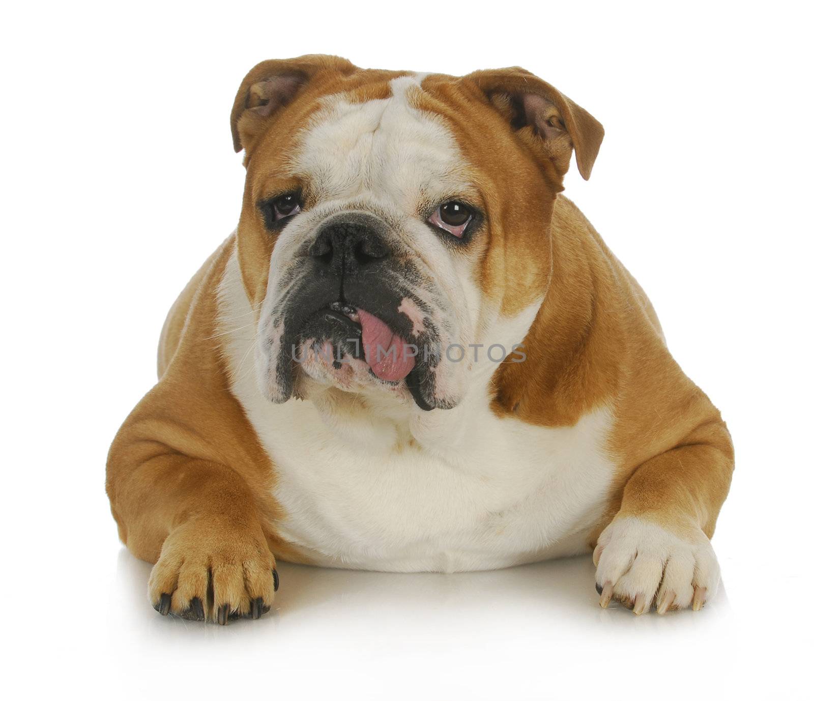 ugly dog - english bulldog with tongue sticking out laying down on white background