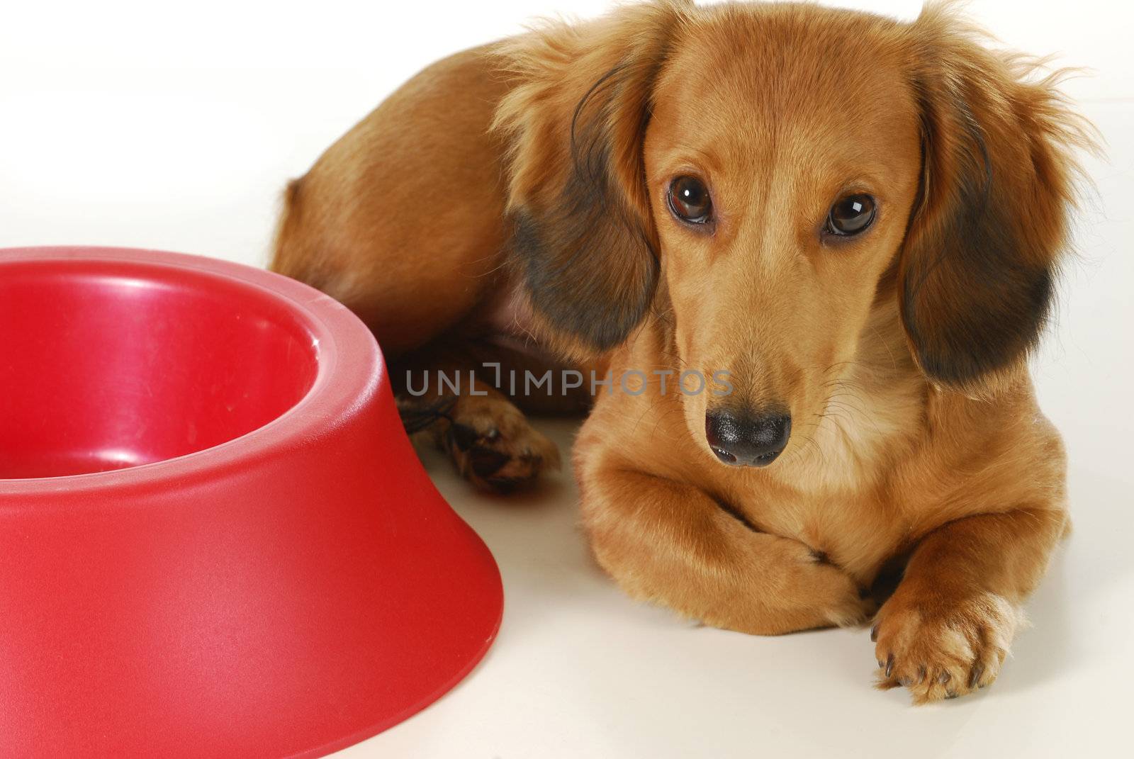 dog waiting to be fed - long haired dachshund laying beside empty bowl on white background